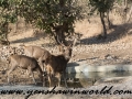 ranthambore (27 of 61)