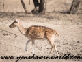 ranthambore (3 of 61)