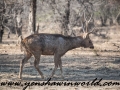 ranthambore (6 of 61)