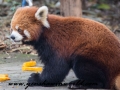 Red Pandas (18 of 20)