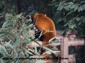 Red Pandas (19 of 20)