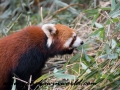 Red Pandas (22 of 20)