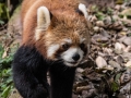 Red Pandas (23 of 20)