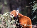 Red Pandas (24 of 20)