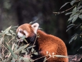 Red Pandas (25 of 20)