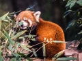 Red Pandas (26 of 20)