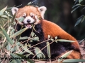 Red Pandas (28 of 20)