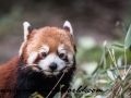 Red Pandas (29 of 20)