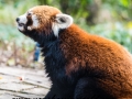 Red Pandas (31 of 20)