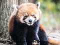 Red Pandas (32 of 20)