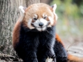 Red Pandas (33 of 20)