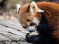 Red Pandas (34 of 20)