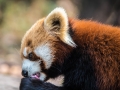 Red Pandas (35 of 20)