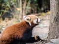 Red Pandas (36 of 20)