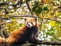 Red Pandas (37 of 20)