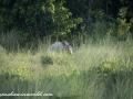 Chitwan (82 of 83)