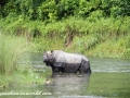 Chitwan NP (45)