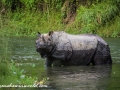 Chitwan NP (46)