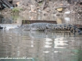 River Safari (3 of 72)