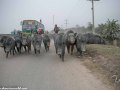 Road-to-Rajshahi-12