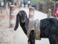 Road-to-Rajshahi-37