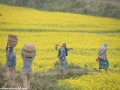 Road-to-Rajshahi-4