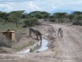 Samburu-01