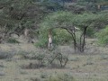 Samburu-03