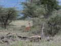 Samburu-05