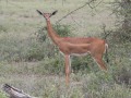 Samburu-06