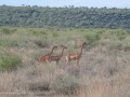 Samburu-20