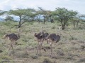 Samburu-41