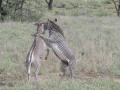 Samburu-44