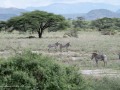 Samburu-46