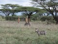 Samburu-48