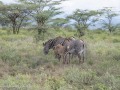 Samburu-50