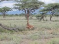 Samburu-56