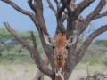 Samburu-57