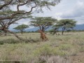 Samburu-58