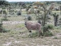 Samburu-60