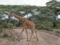 Samburu-74