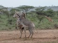 Samburu-76