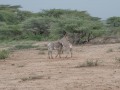 Samburu-77