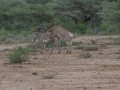 Samburu-78