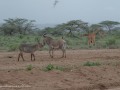 Samburu-79