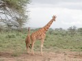 Samburu-80