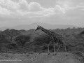 Samburu-81