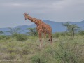 Samburu-88