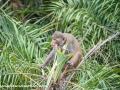 Sundarbans (39 of 97)