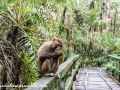 Sundarbans (47 of 97)